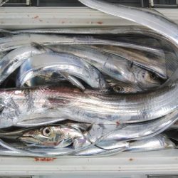泉州丸 釣果