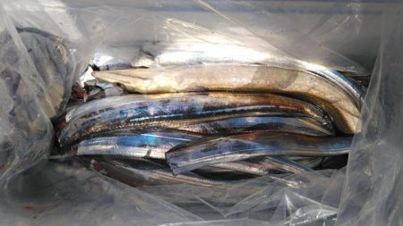 泉州丸 釣果