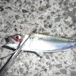 久しぶりのLSJするも不発;;