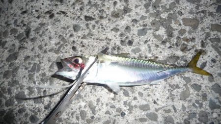 久しぶりのLSJするも不発;;