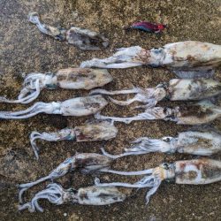 日本海エギング