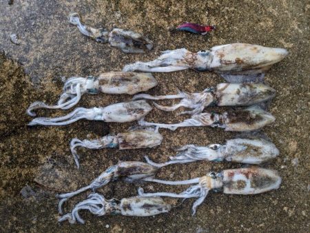 日本海エギング