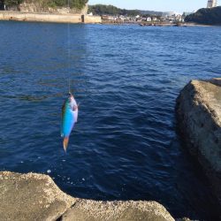 ジグたんゲーム十目！