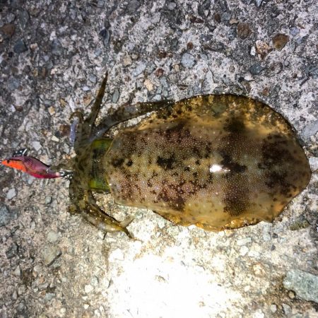 2020 佐渡ヶ島エギング 35回目