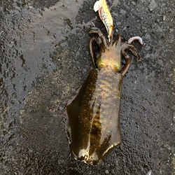 2020 佐渡ヶ島エギング 33回目