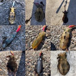 2020 佐渡ヶ島エギング 25回目