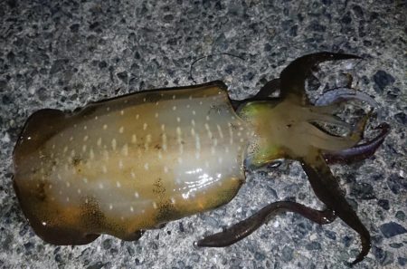 アオリ&青物釣行