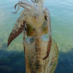 だいぶ大きくなりました!