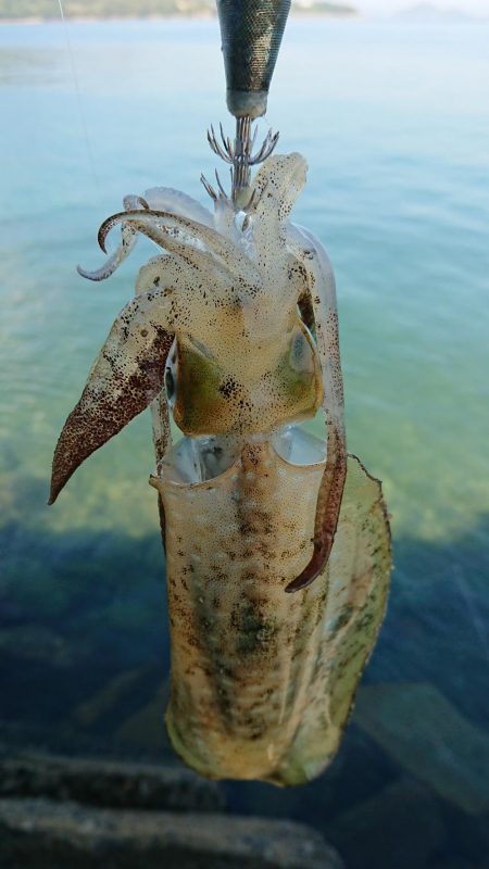 だいぶ大きくなりました!