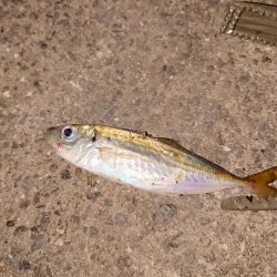 またまたアジング