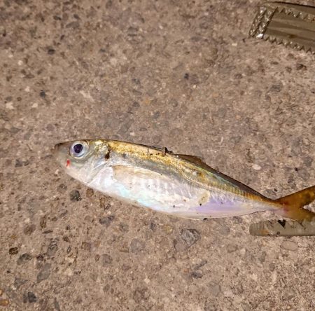 またまたアジング