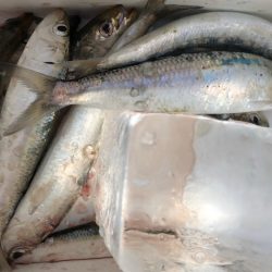 デカイワシ爆釣