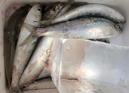 デカイワシ爆釣