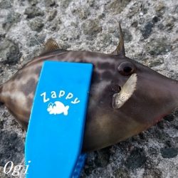 西浦でも日没直後にデカアジ入れ食い！