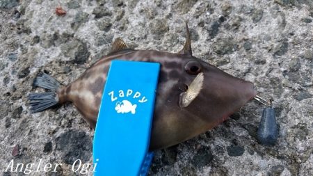 西浦でも日没直後にデカアジ入れ食い！