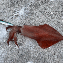 瀬戸内の島アジング・エギング・ショアジギング