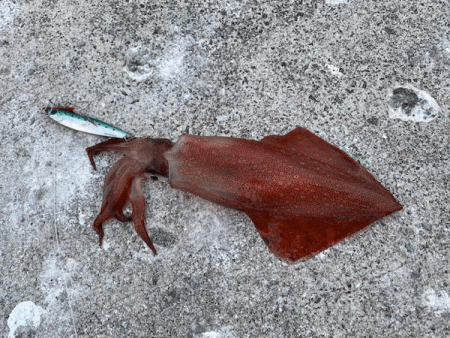 瀬戸内の島アジング・エギング・ショアジギング