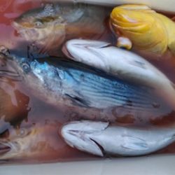 遊漁船 新鋭丸 釣果