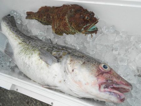 こうゆう丸 釣果