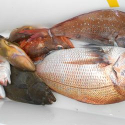 こうゆう丸 釣果