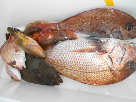 こうゆう丸 釣果