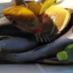 遊漁船 新鋭丸 釣果