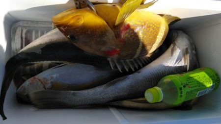 遊漁船 新鋭丸 釣果