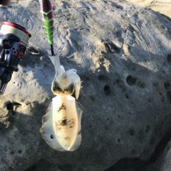 エギングロッドでショアジギング。ハマチにタチウオ