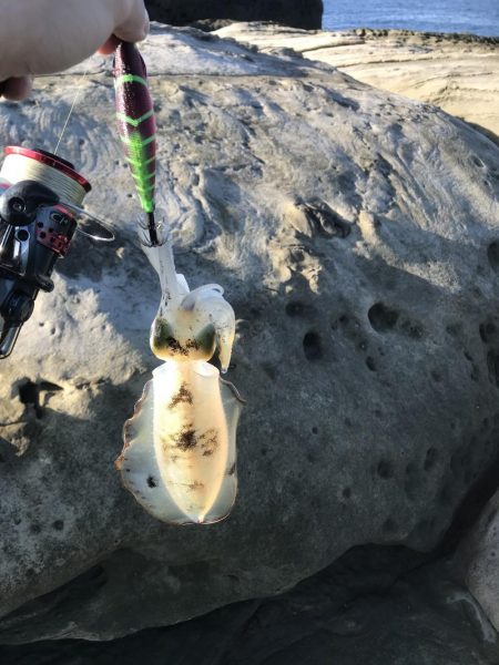 エギングロッドでショアジギング。ハマチにタチウオ