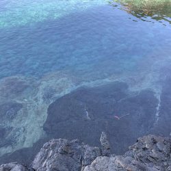 アオリイカ新子好調