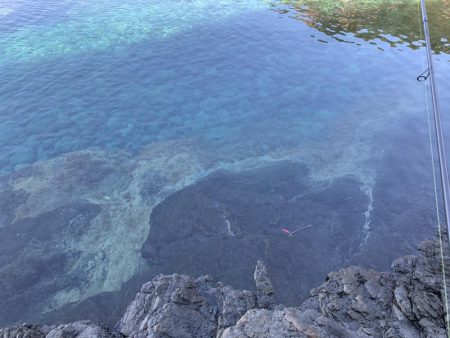 アオリイカ新子好調