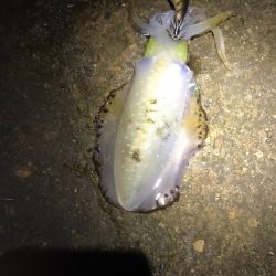 【青物】ショアジギングでカンパチ釣果