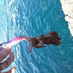 ペンペンとアオリん