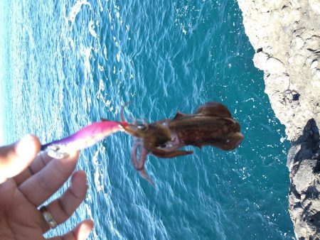 ペンペンとアオリん