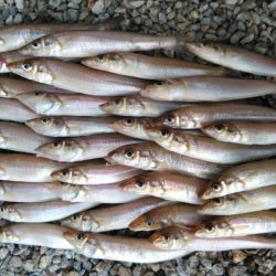 久々に活性が上がった播磨新島のキス