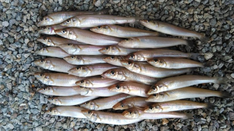 久々に活性が上がった播磨新島のキス