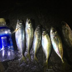 アジ釣り