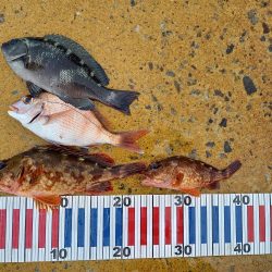 ショアジギングでロックフィッシュpart2