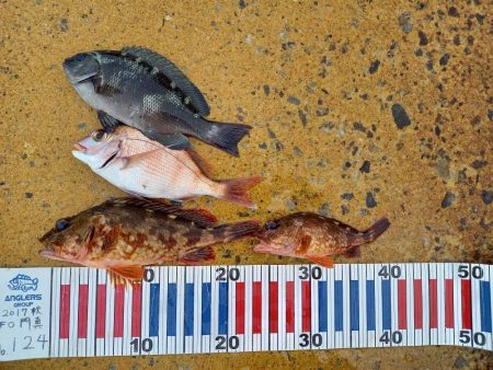 ショアジギングでロックフィッシュpart2