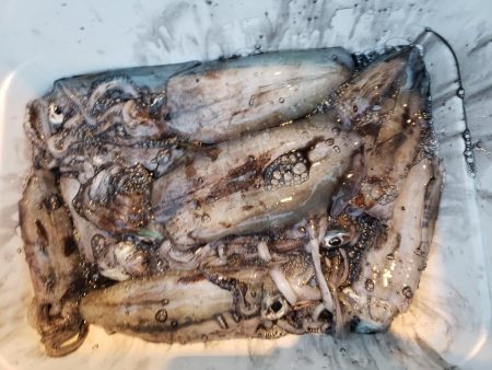 なかなかサイトには出てくれませんでした( ノД`)…