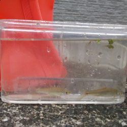 近所の水路で入れ食いを楽しむ(9)＋α