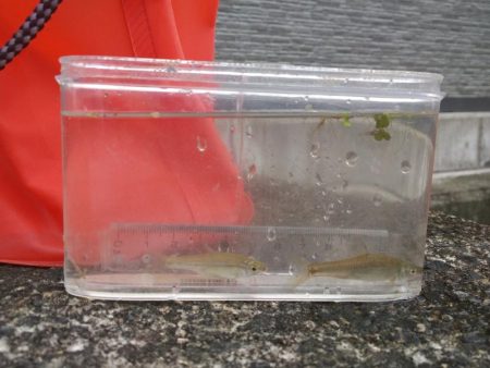 近所の水路で入れ食いを楽しむ(9)＋α