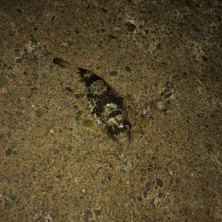 イカもたくさん。アジも良い形。