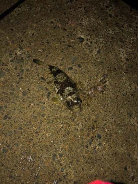 イカもたくさん。アジも良い形。