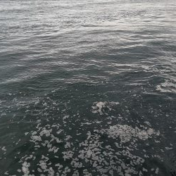 やっとタチウオ