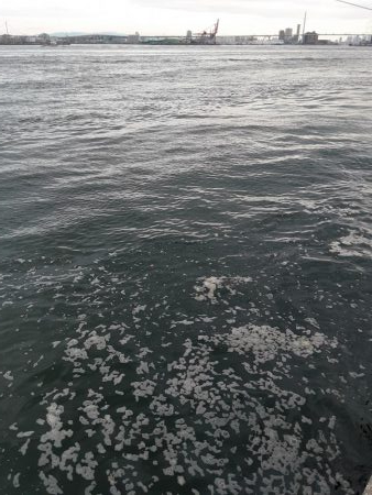 やっとタチウオ