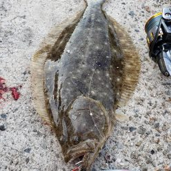 メジロサイズは出なかった( ノД`)…