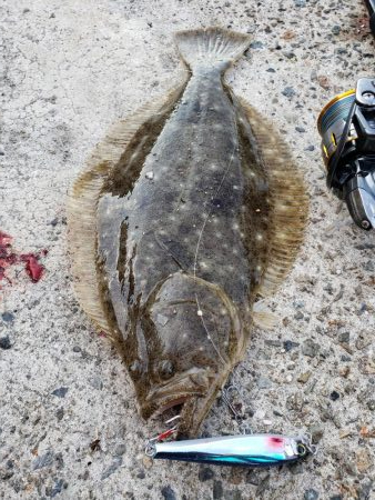 メジロサイズは出なかった( ノД`)…