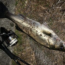 秋の夜長に河鱸