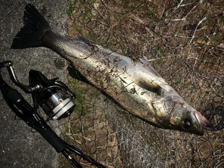 秋の夜長に河鱸